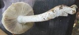 Amanita solitaria image