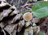 Baeospora myosura image