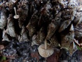 Baeospora myosura image