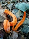 Clavulinopsis aurantiocinnabarina image