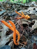 Clavulinopsis aurantiocinnabarina image