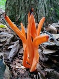 Clavulinopsis aurantiocinnabarina image