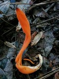 Clavulinopsis aurantiocinnabarina image