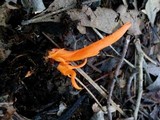 Clavulinopsis aurantiocinnabarina image