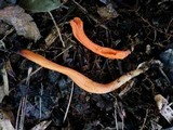 Clavulinopsis aurantiocinnabarina image