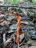 Clavulinopsis aurantiocinnabarina image