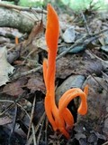 Clavulinopsis aurantiocinnabarina image