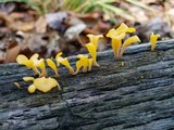 Dacryopinax spathularia image