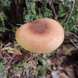 Hygrophoropsis aurantiaca image