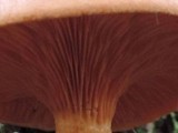 Hygrophoropsis aurantiaca image
