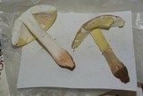 Amanita flavorubens image