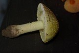 Amanita flavorubens image