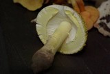 Amanita flavorubens image
