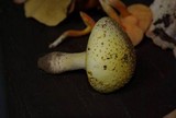 Amanita flavorubens image