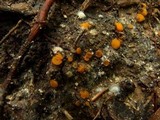 Lamprospora crechqueraultii image