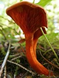 Hygrophoropsis rufa image