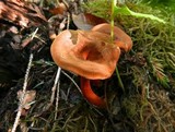 Hygrophoropsis rufa image