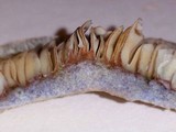 Lactarius chelidonium image