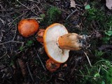 Tricholoma aurantium image