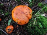 Tricholoma aurantium image