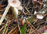 Mycena sanguinolenta image