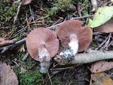 Cortinarius torvus image