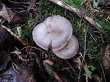 Cortinarius torvus image