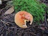 Suillus grevillei image