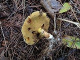 Suillus grevillei image