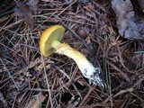 Suillus grevillei image
