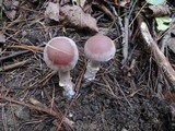 Cortinarius torvus image