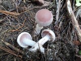 Cortinarius torvus image