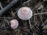 Cortinarius torvus image