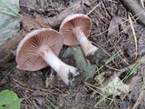 Cortinarius torvus image