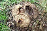 Scleroderma polyrhizum image