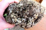 Scleroderma polyrhizum image
