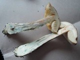 Leccinum snellii image