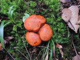 Tricholoma aurantium image