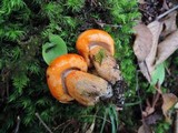 Tricholoma aurantium image