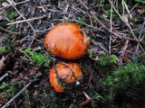 Tricholoma aurantium image