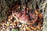 Ganoderma sessile image