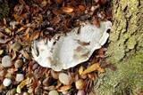 Ganoderma sessile image