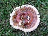 Ganoderma sessile image