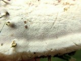 Ganoderma sessile image