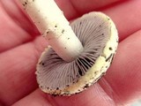 Stropharia coronilla image
