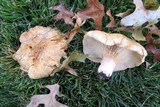 Lactarius psammicola image