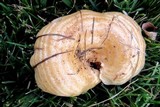 Lactarius psammicola image