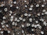 Sclerencoelia pruinosa image