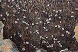 Sclerencoelia pruinosa image