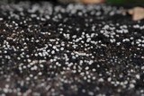 Sclerencoelia pruinosa image